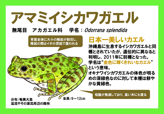 アマミイシカワガエル