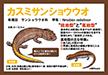 カスミサンショウウオ