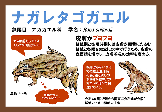ナガレタゴガエル
